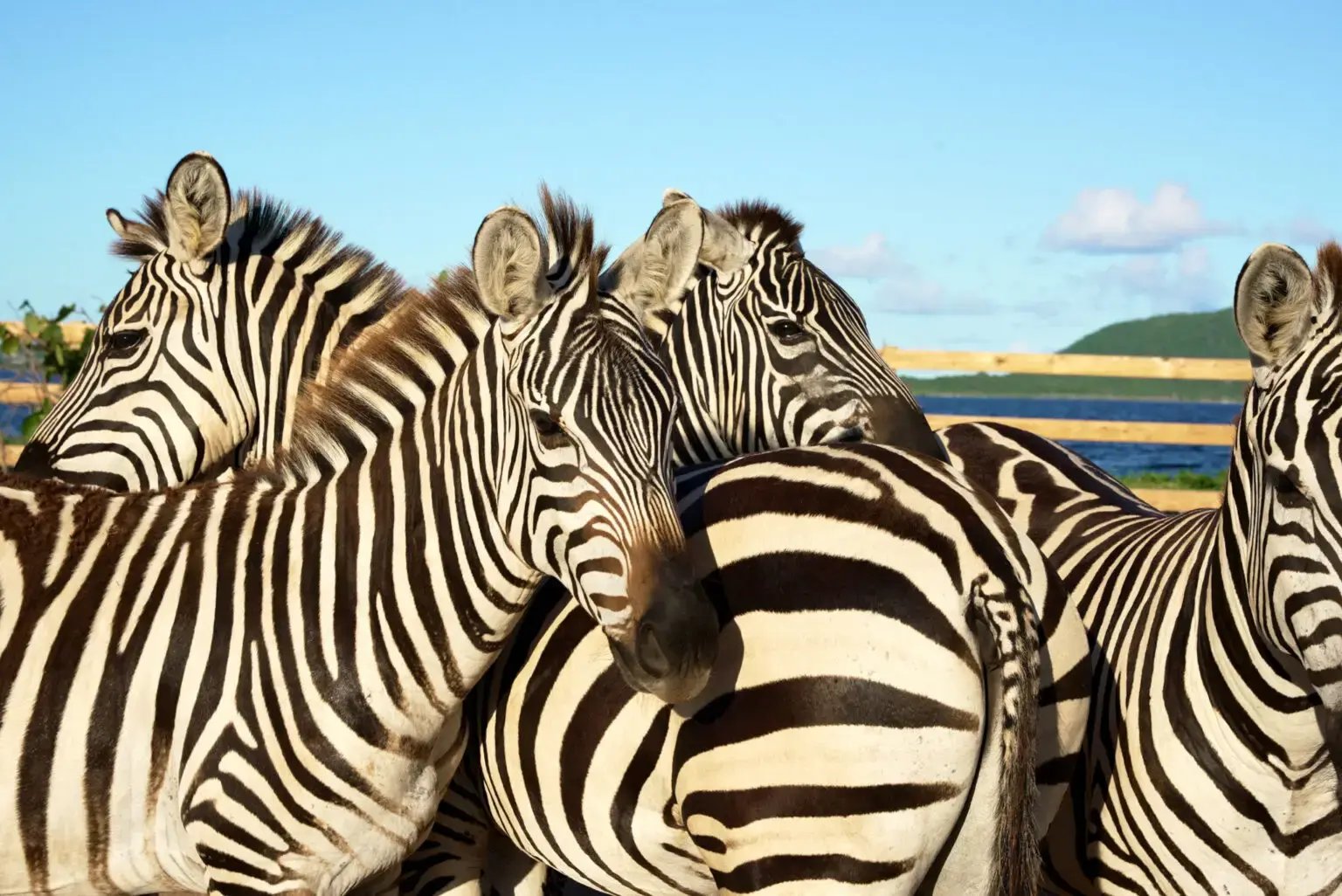 Zebras at Redemption Ranch, The Aerial, BVI
