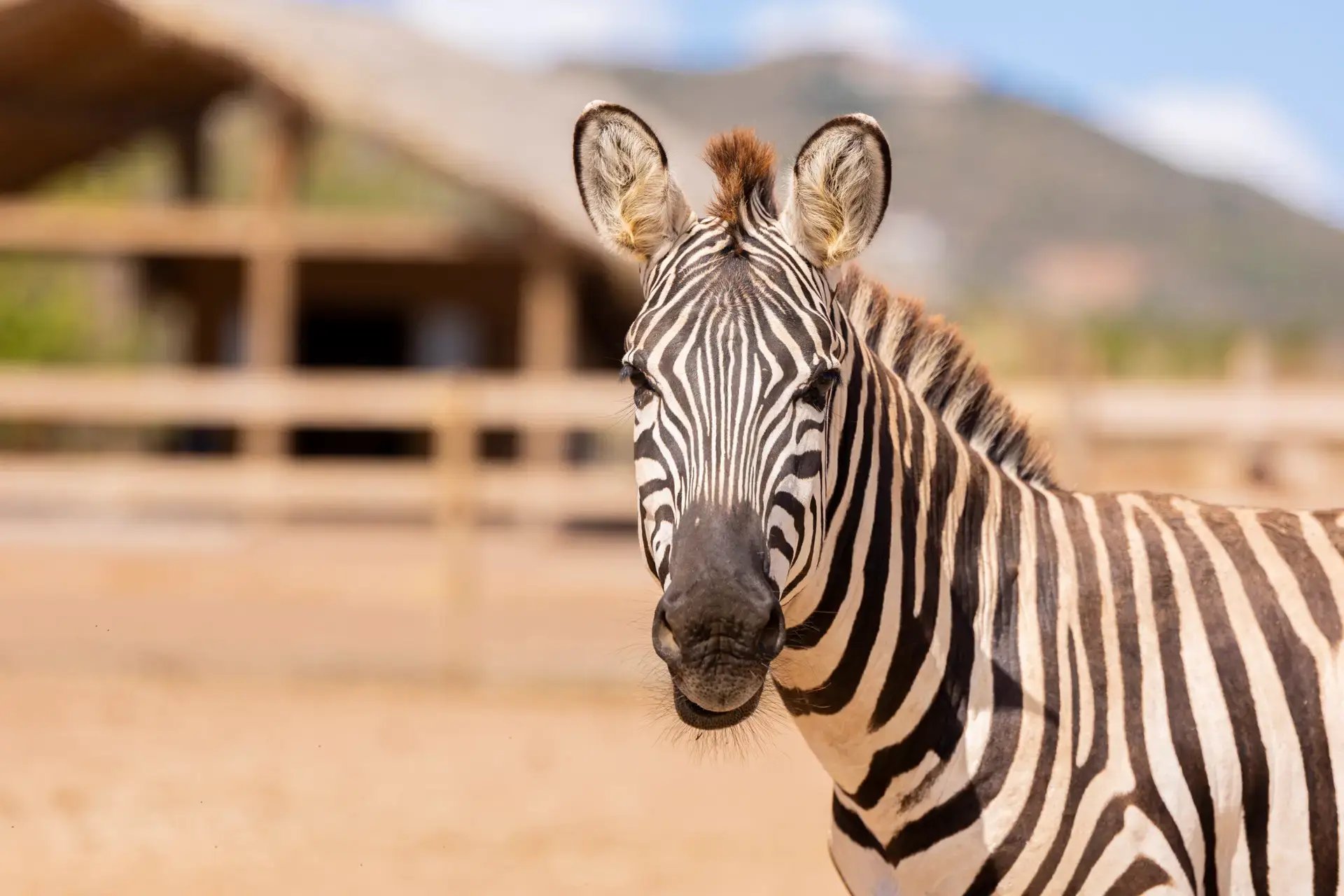 Zebra at Redemption Ranch, The Aerial, BVI