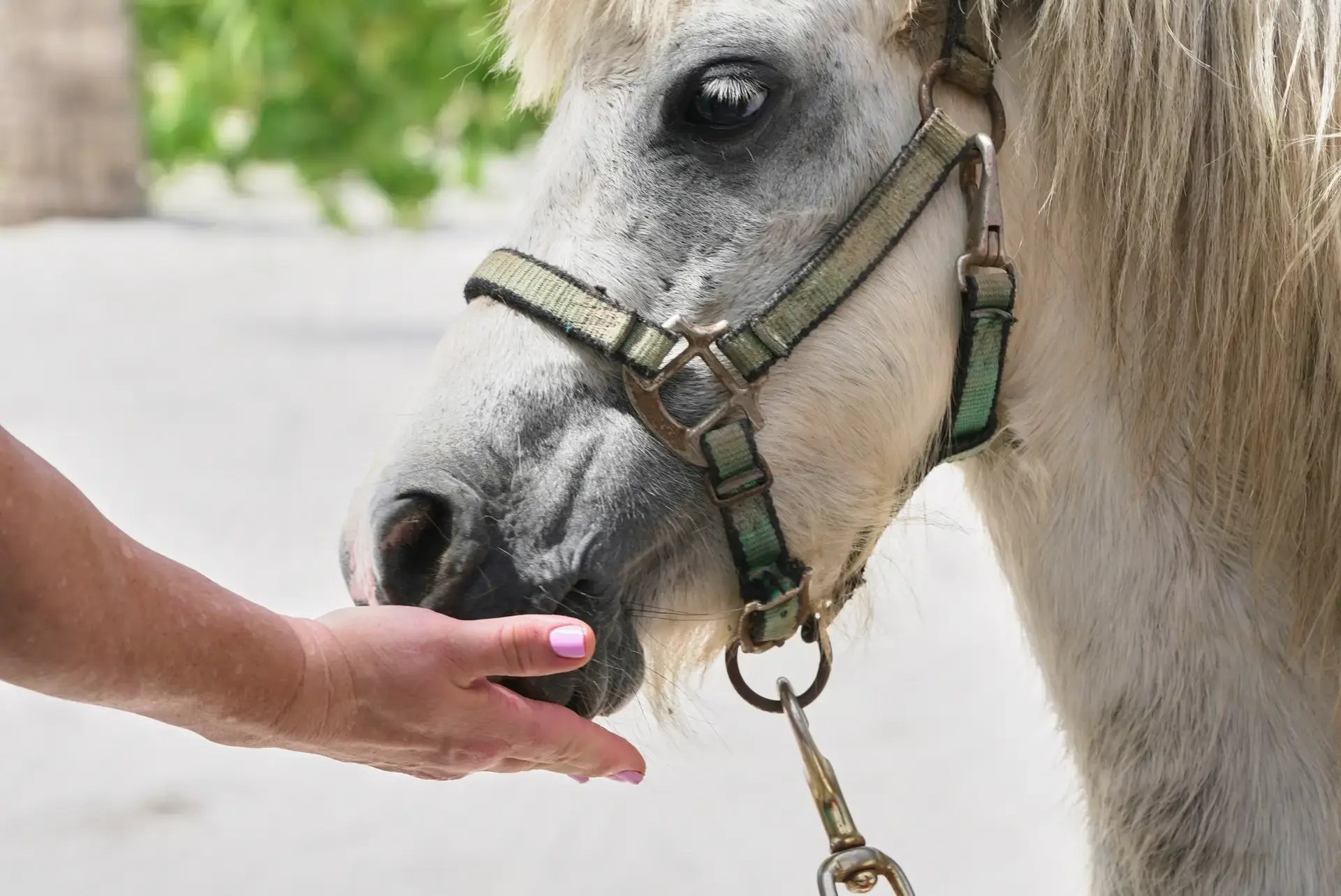 Hand feeding a rescue horse at Redemption Ranch, The Aerial BVI