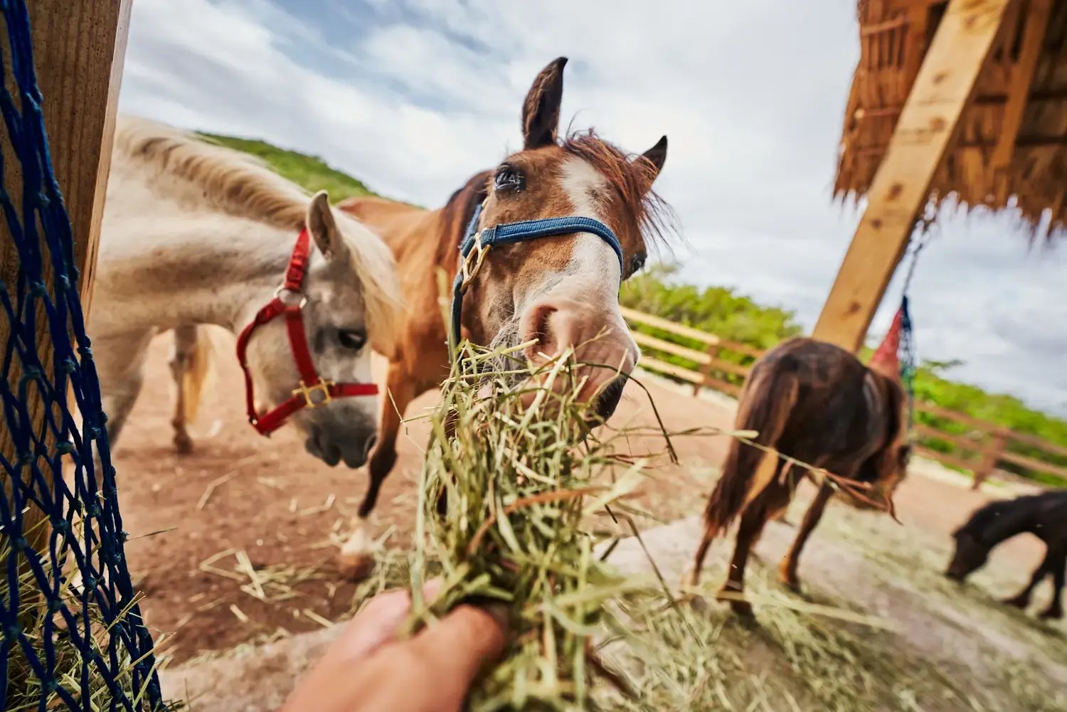 Rescue horse eating hay from a hay net at Redemption Ranch, The Aerial BVI