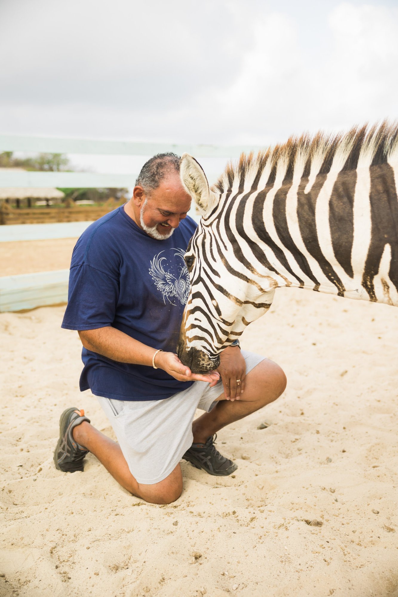 Guest kneeling with a rescue zebra at Redemption Ranch, The Aerial BVI