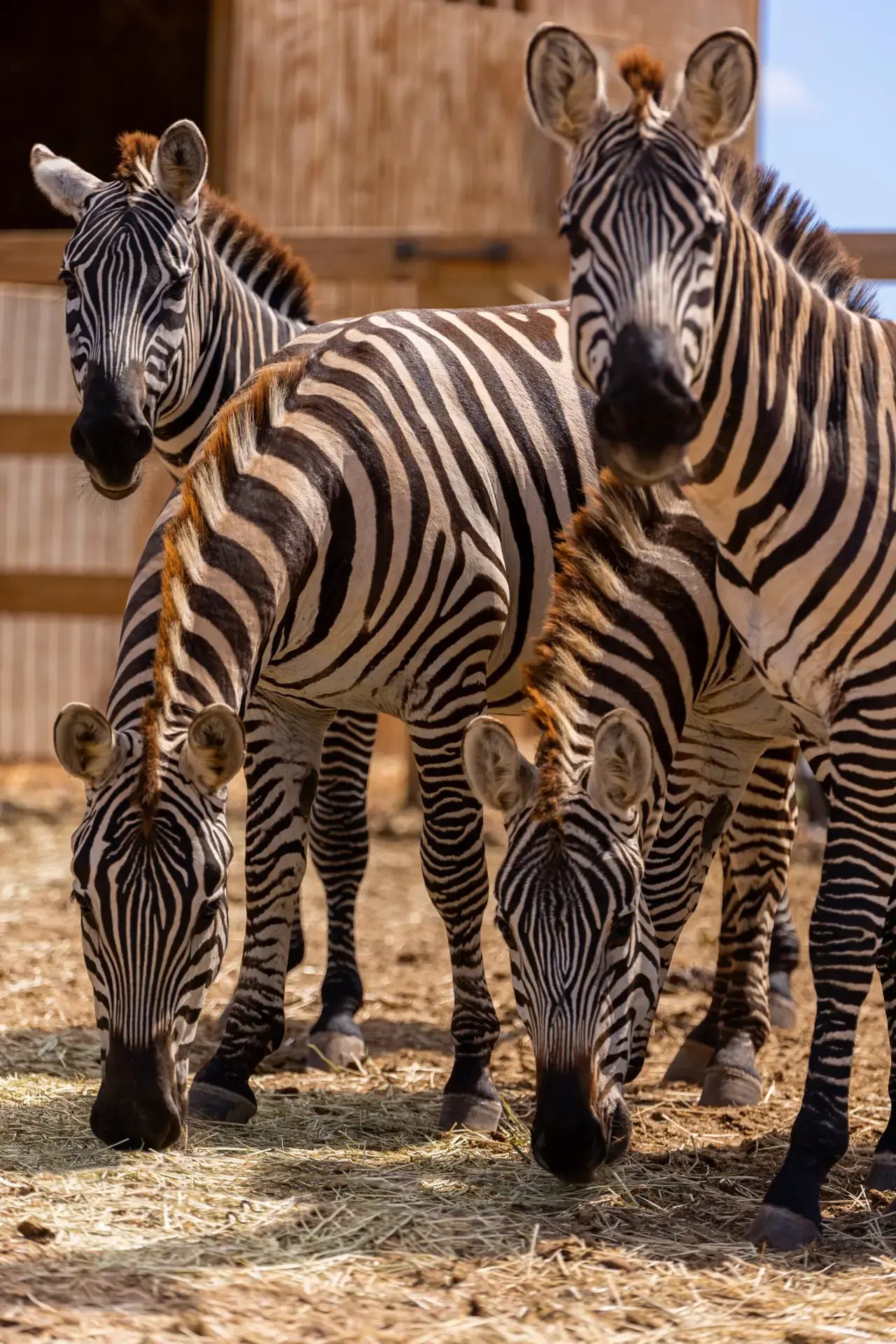 Rescue zebras grazing in the paddock at Redemption Ranch, The Aerial BVI