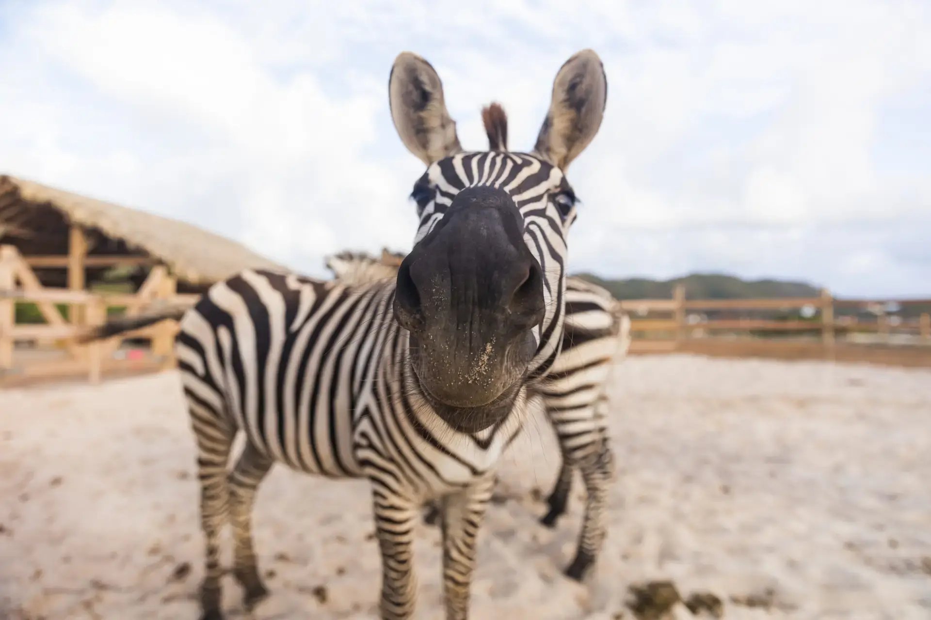 Baby zebra at Redemption Ranch, The Aerial BVI