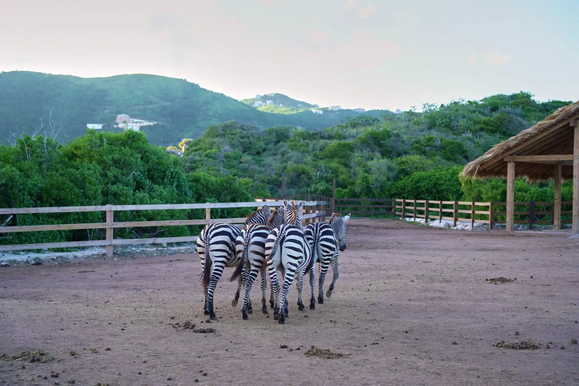 Herd of rescue zebras in the paddock at Redemption Ranch, The Aerial BVI"