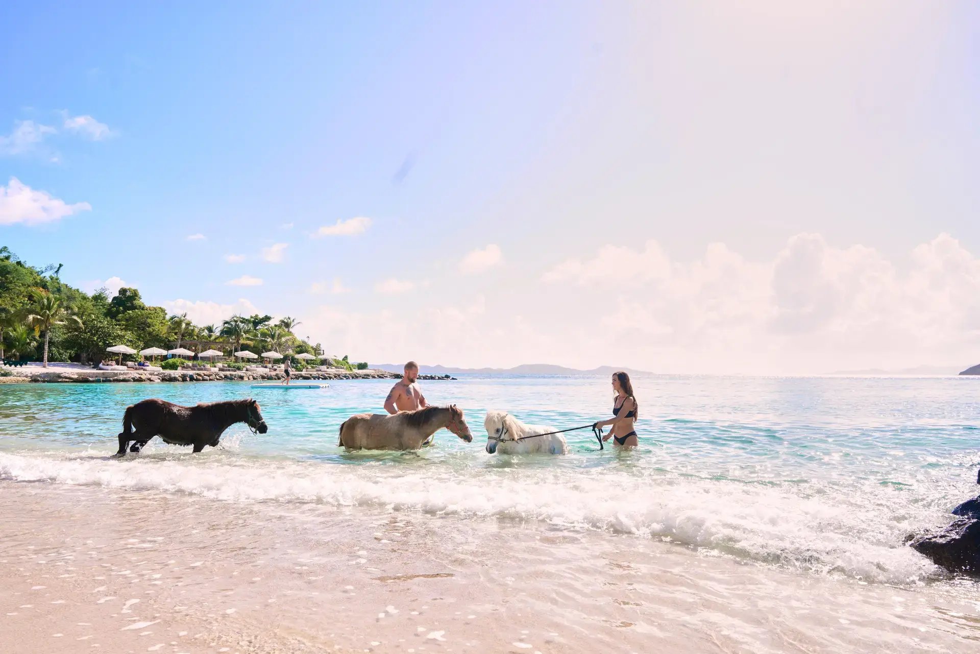 Horses walking along the shoreline on Buck Island at The Aerial BVI