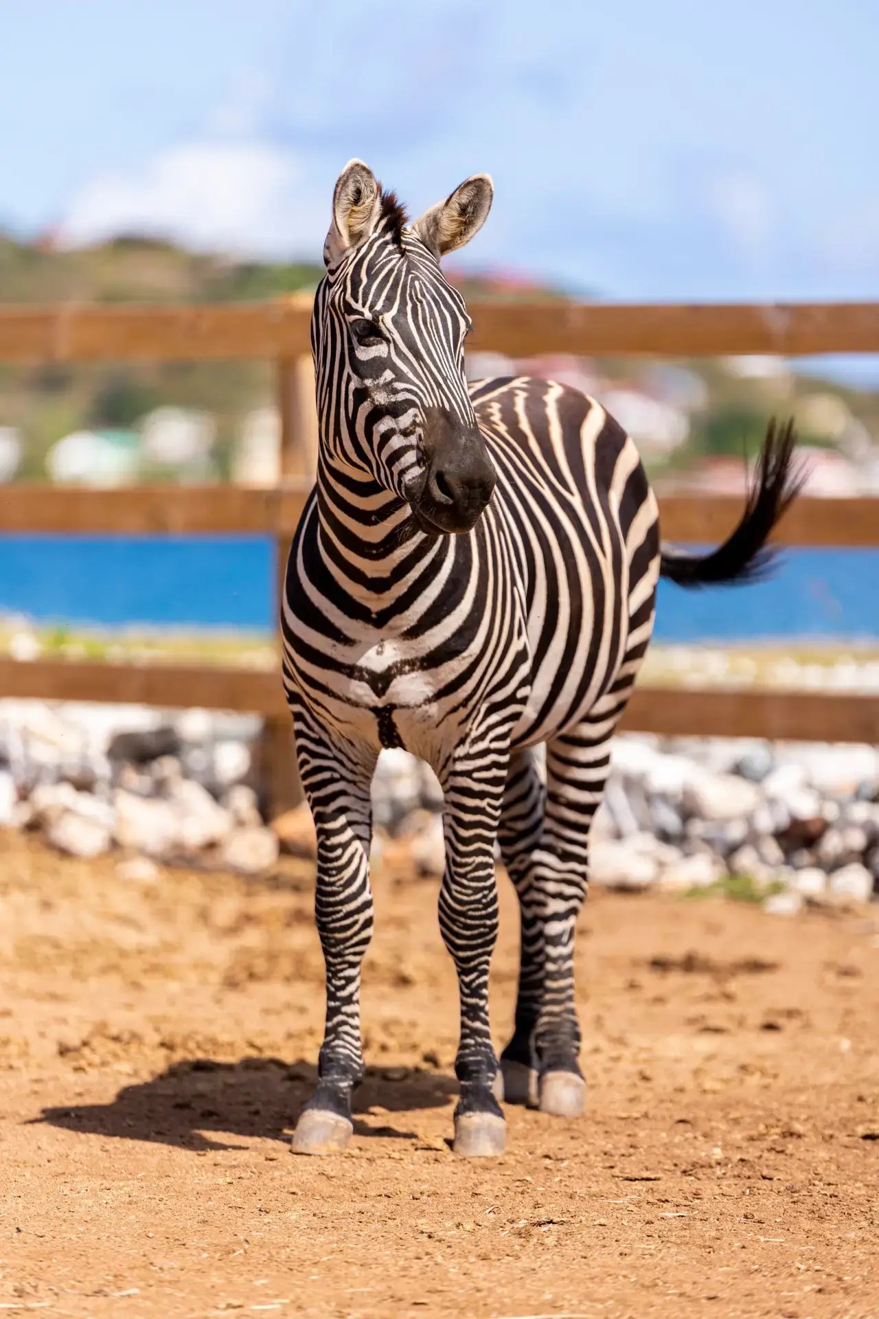 Baby zebra standing in the paddock at Redemption Ranch, The Aerial BVI