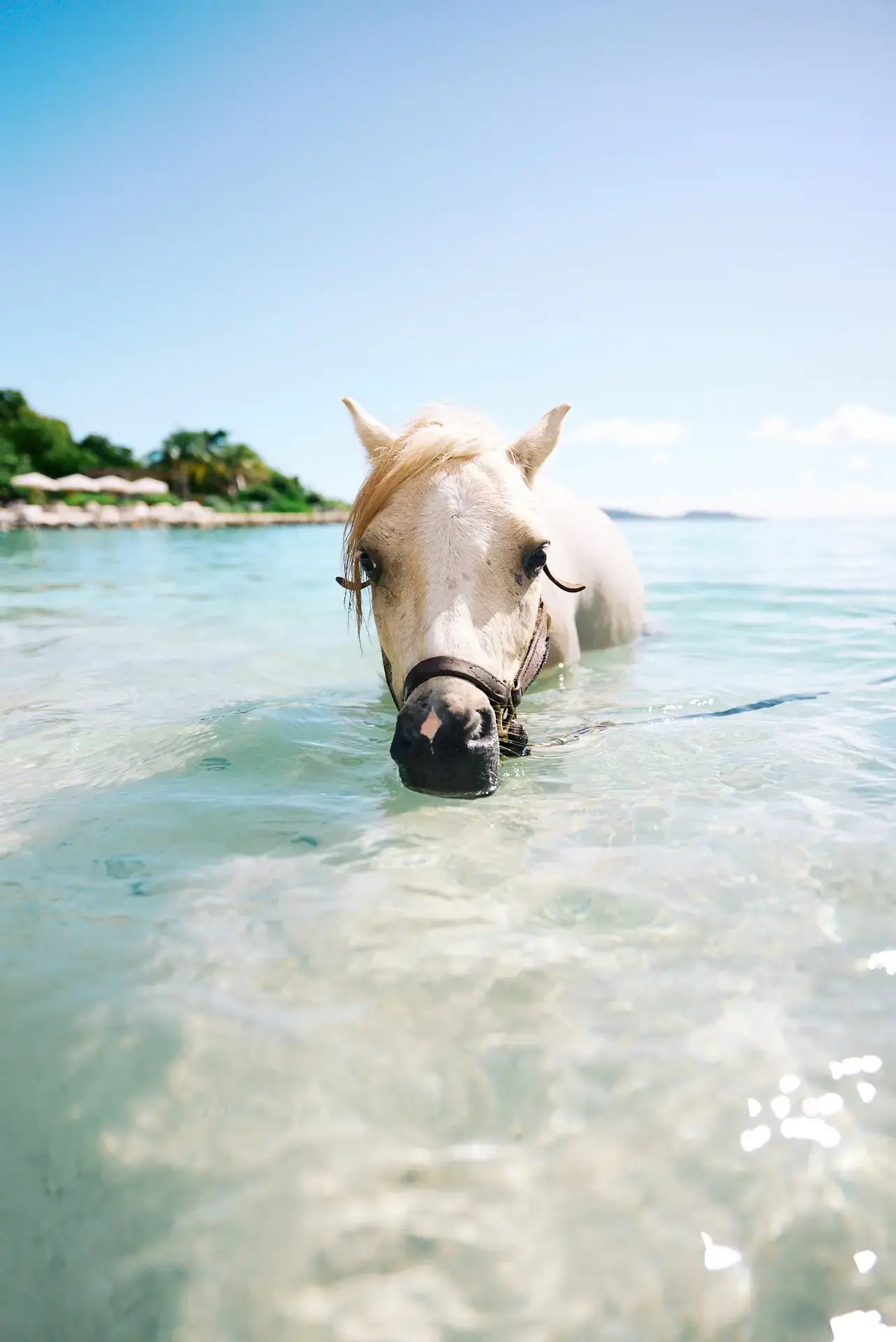 Rescue horse standing in the shallow water at Redemption Ranch, The Aerial BVI