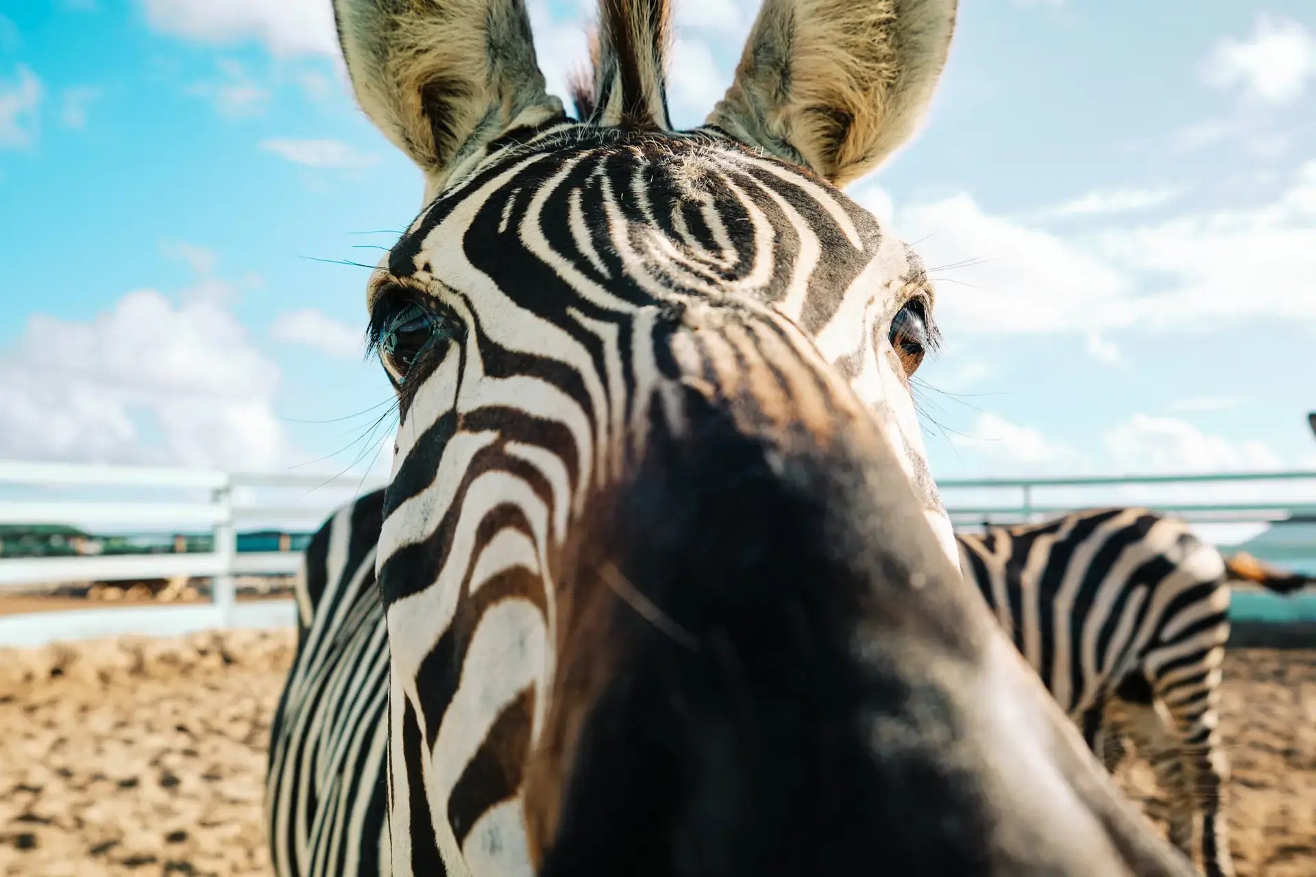 Close-up of a rescue zebra with the herd at Redemption Ranch, The Aerial BVI
