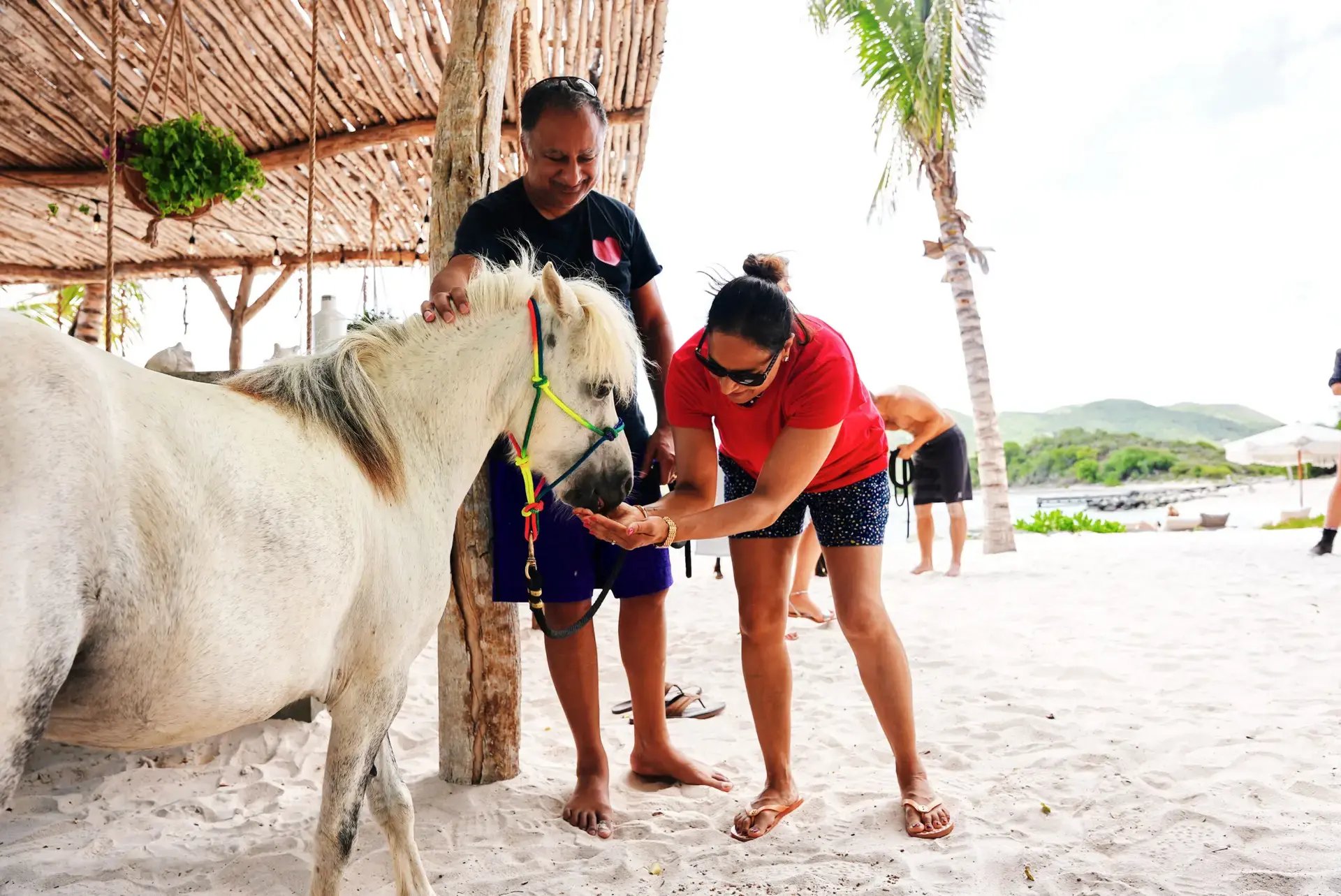 Guests feeding a rescue horse on the beach at The Aerial BVI
