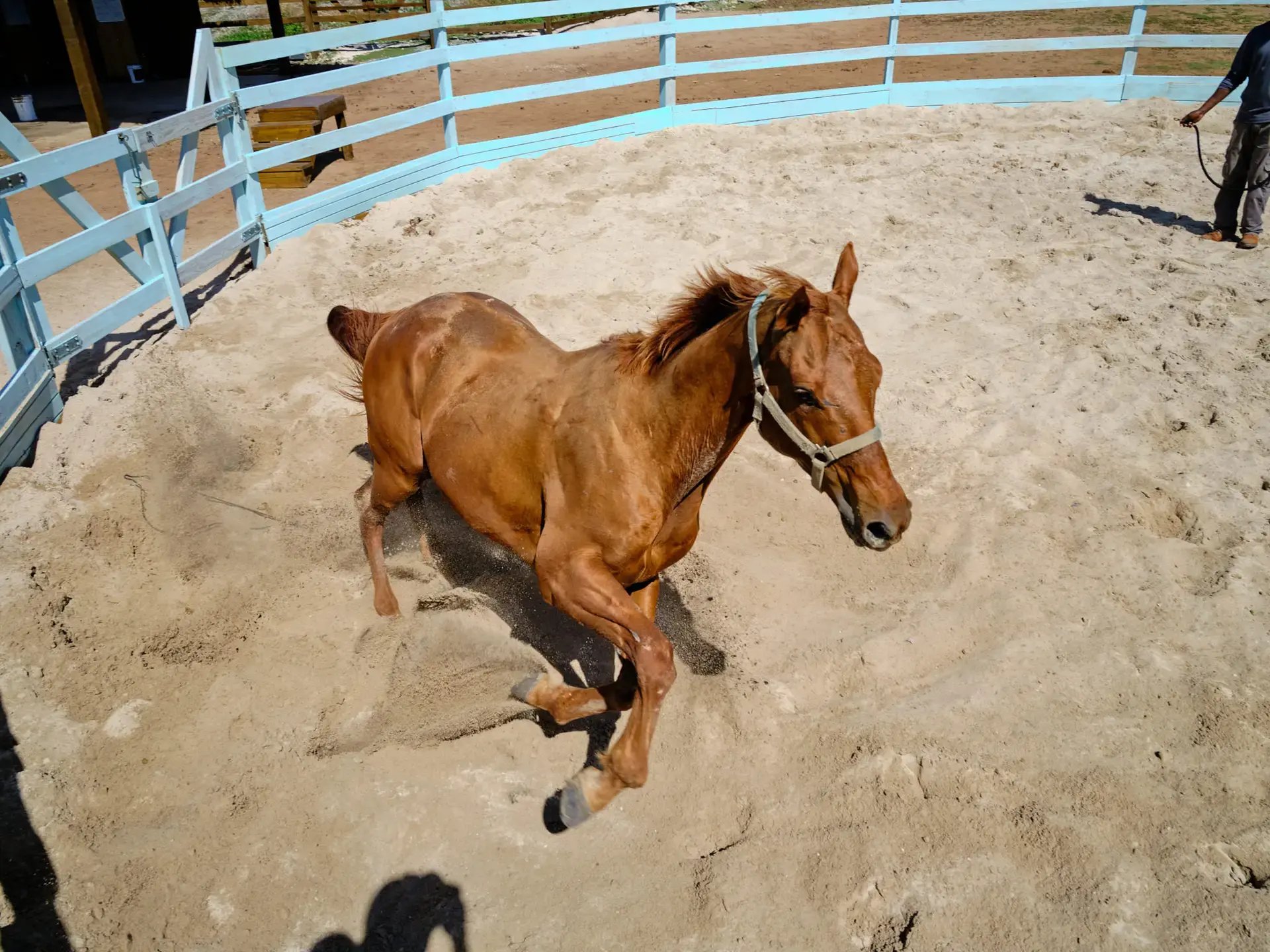 Rescue horse trotting in the paddock at Redemption Ranch, The Aerial BVI