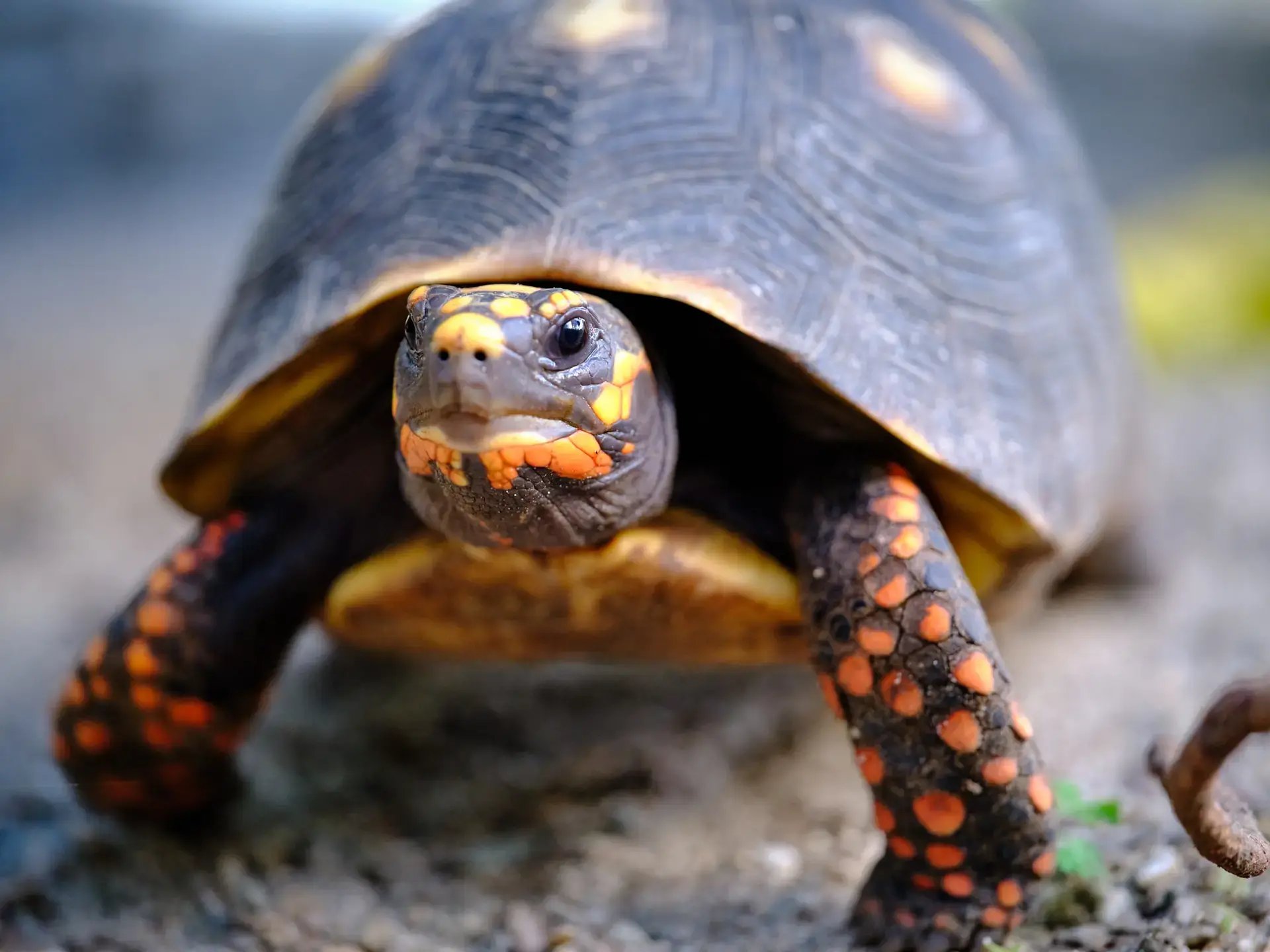 Close-up of a rescue tortoise at Redemption Ranch, The Aerial BVI