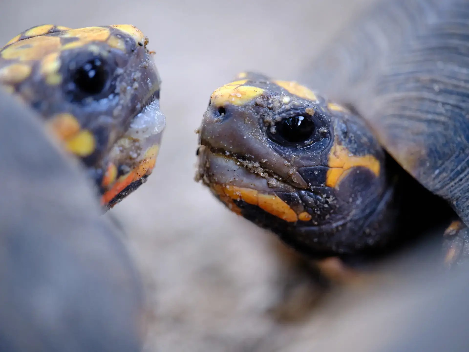 Close-up of two rescue tortoises at Redemption Ranch, The Aerial BVI