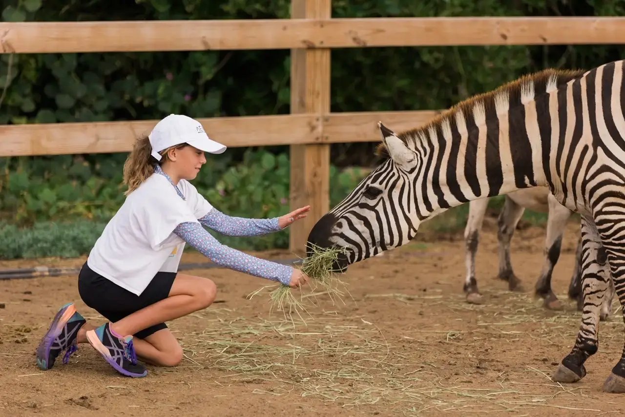 Girl feeding hay to a zebra by hand at Redemption Ranch, The Aerial BVI