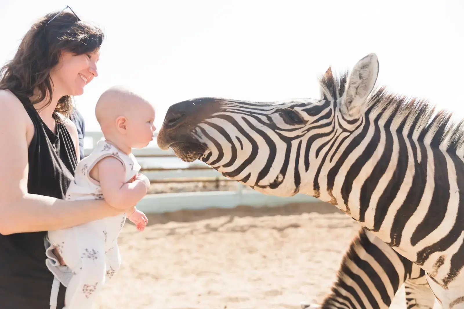 Mother and baby meeting a rescued zebra at Redemption Ranch, The Aerial BVI