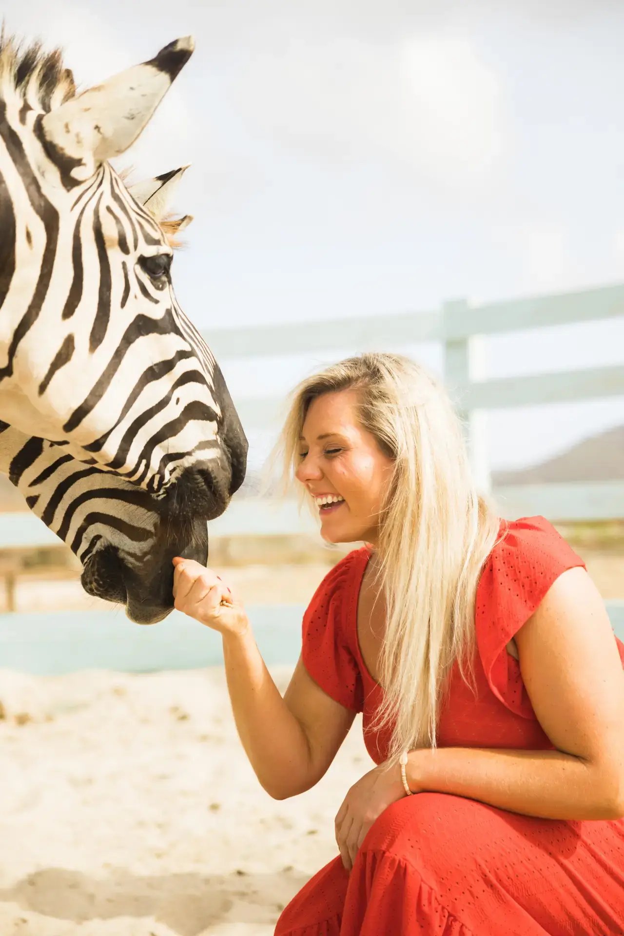 Woman feeding a zebra on the beach at Redemption Ranch, The Aerial BVI