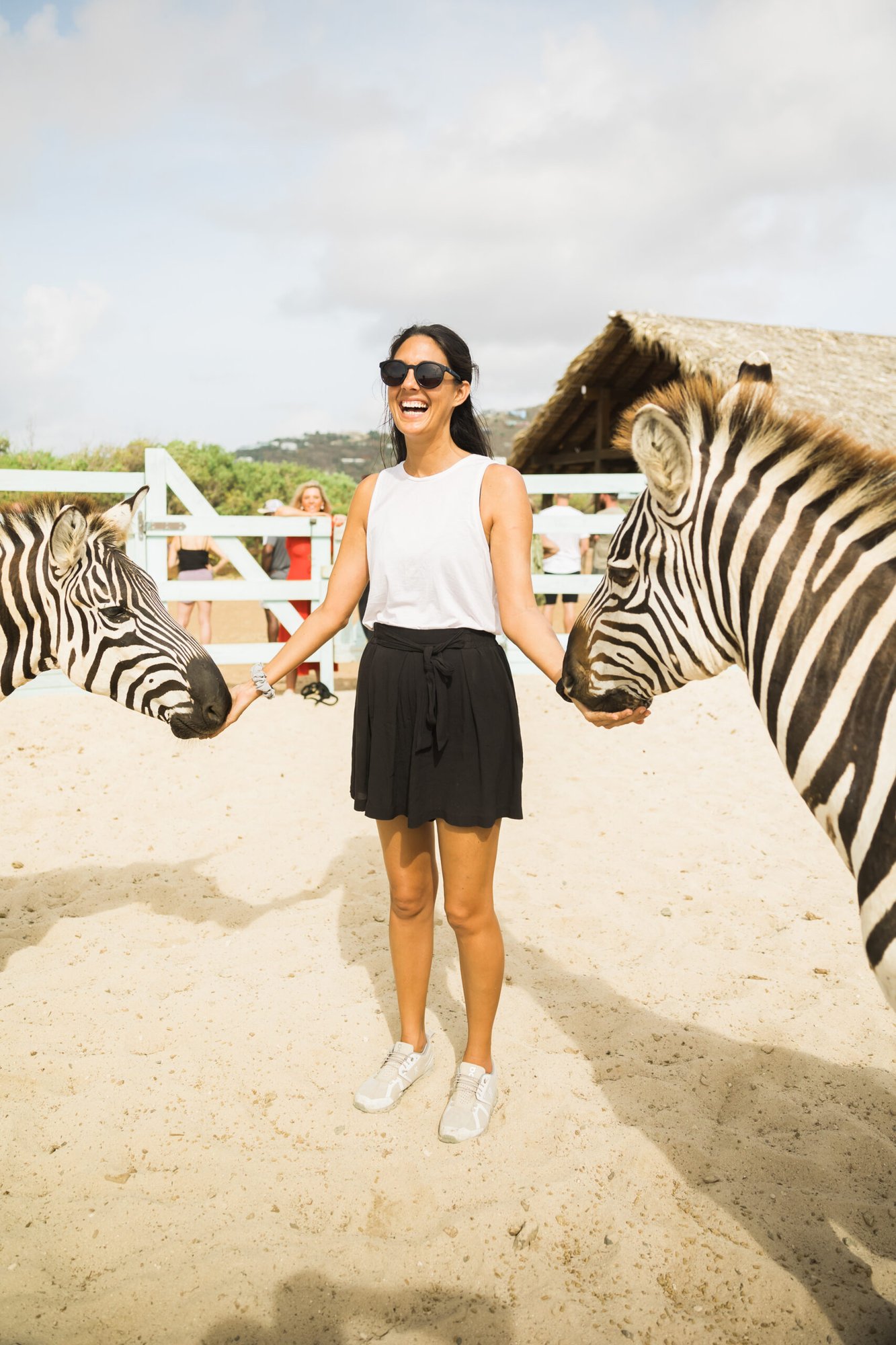 Guest hand-feeding rescued zebras at Redemption Ranch, The Aerial BVI