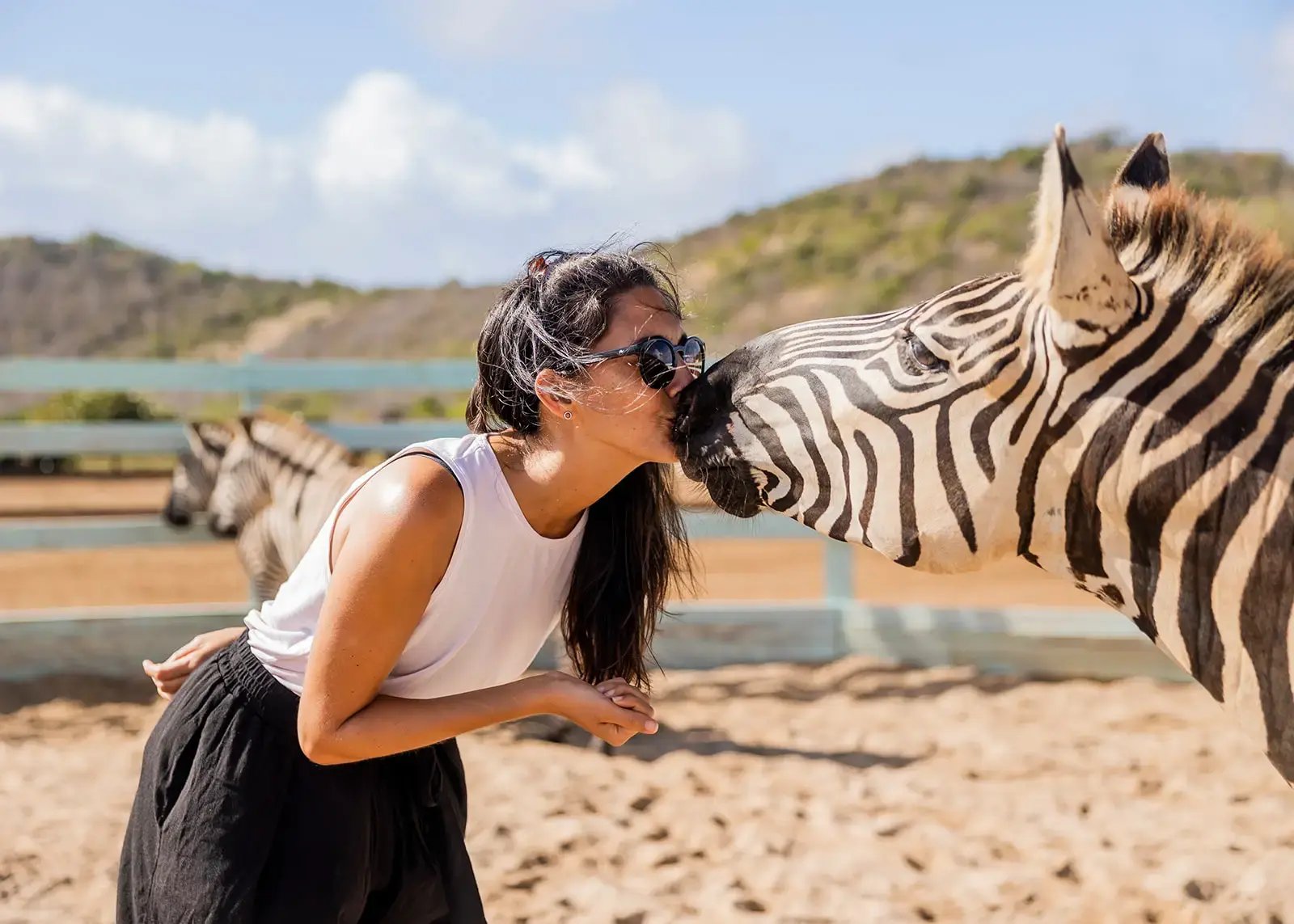 Woman hand-feeding a zebra at Redemption Ranch, an exotic animal sanctuary on The Aerial BVI private island