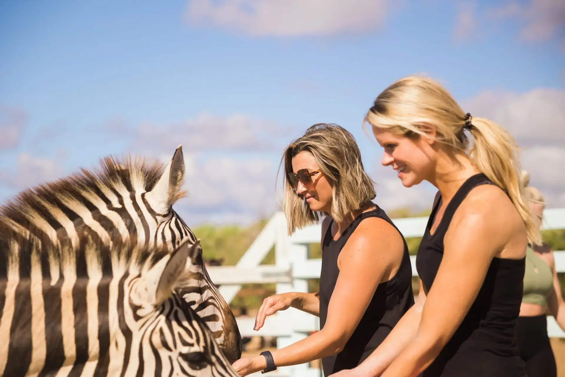 Guests interacting with a zebra at Redemption Ranch, The Aerial, BVI