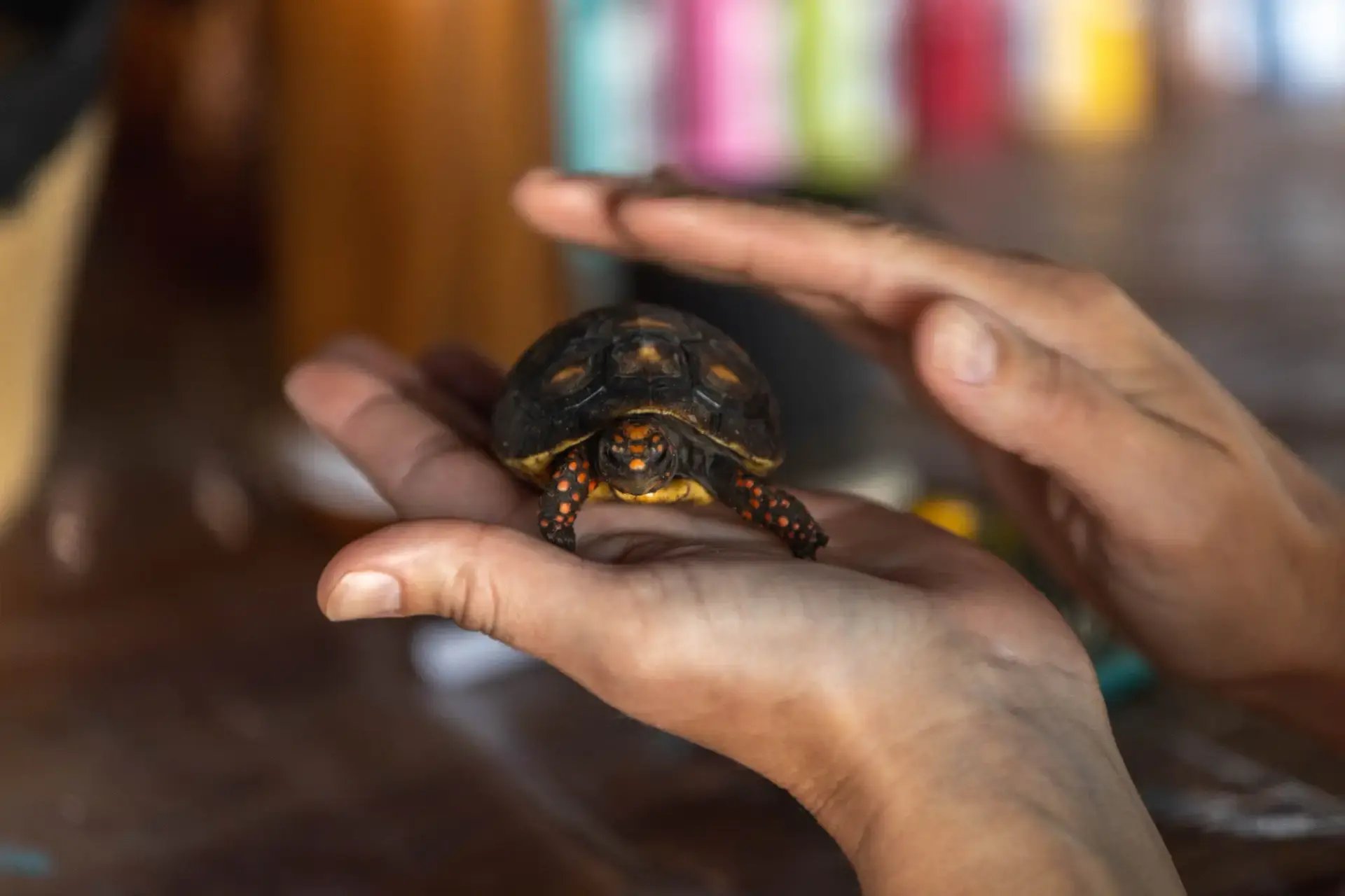 Small tortoise held in hand at Redemption Ranch, The Aerial BVI