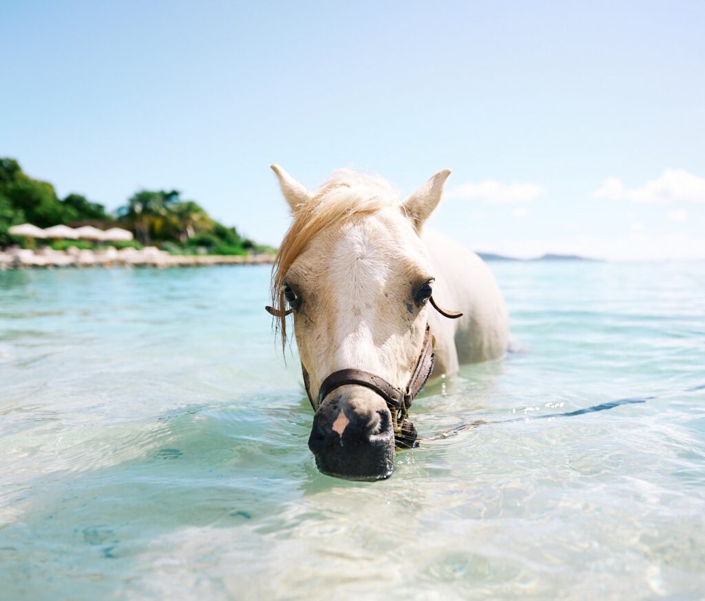 horse in ocean water