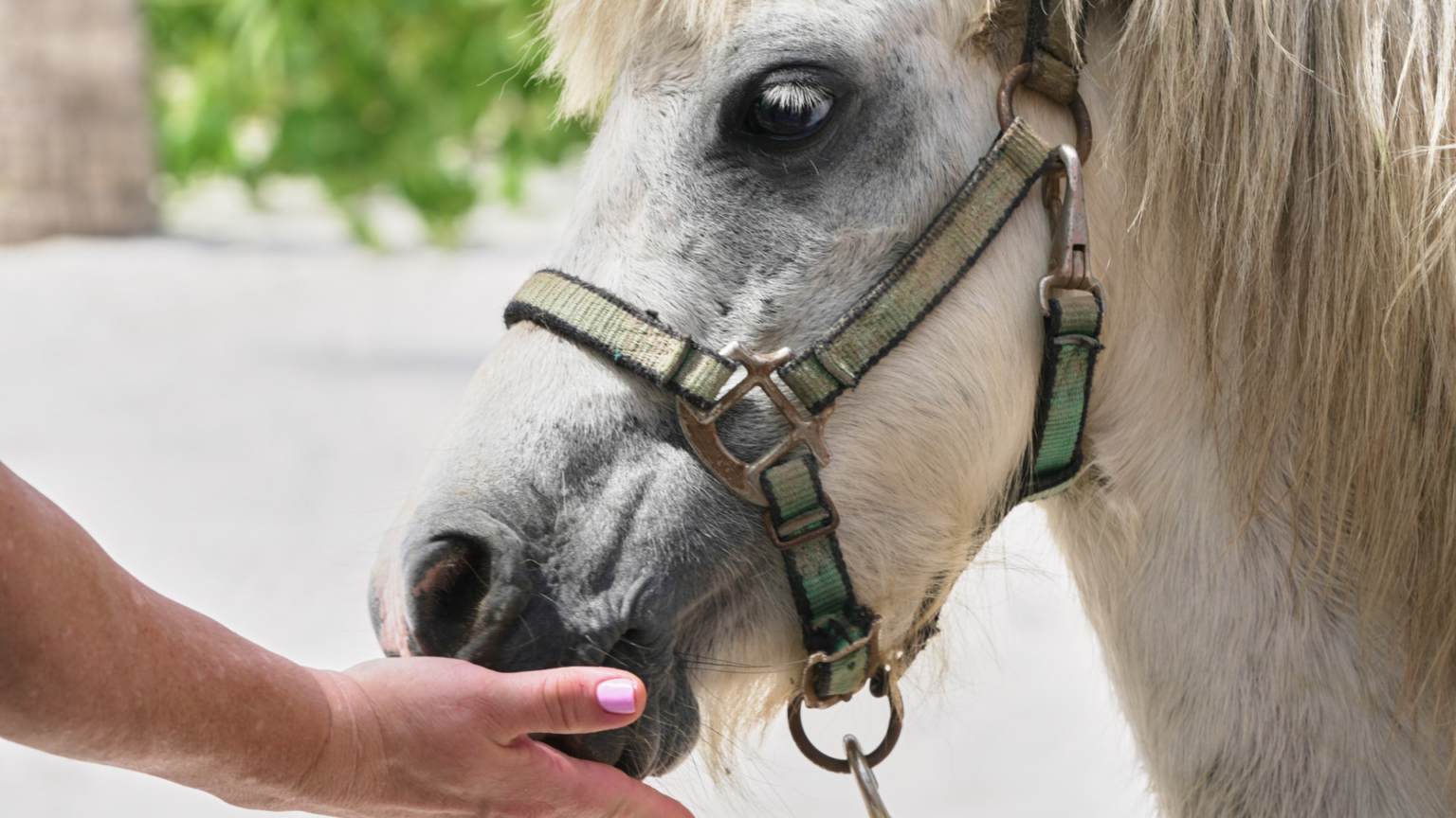 Equine Therapy Retreats at The Aerial, BVI